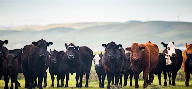 herd of cows on a foggy morning standing on grass covid-19