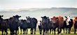 herd of cows on a foggy morning standing on grass covid-19