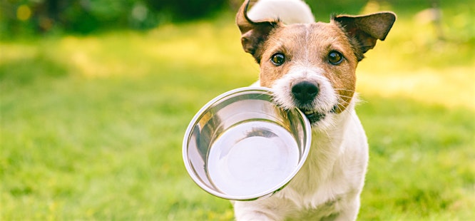 Dog staying hydrated outside heat