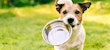 Dog staying hydrated outside heat